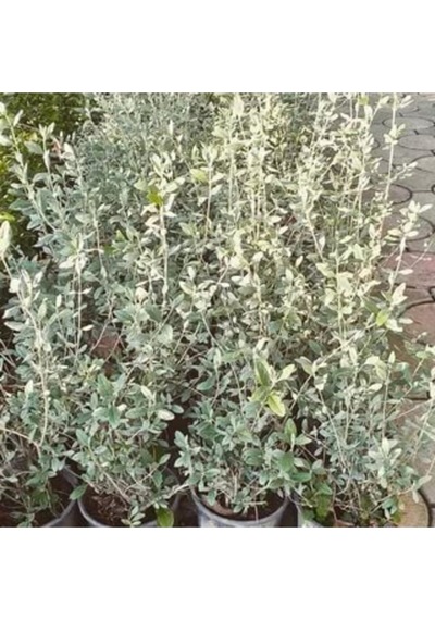 Zeytin Çalısı Fidanı Saksılı 60cm 80cm
