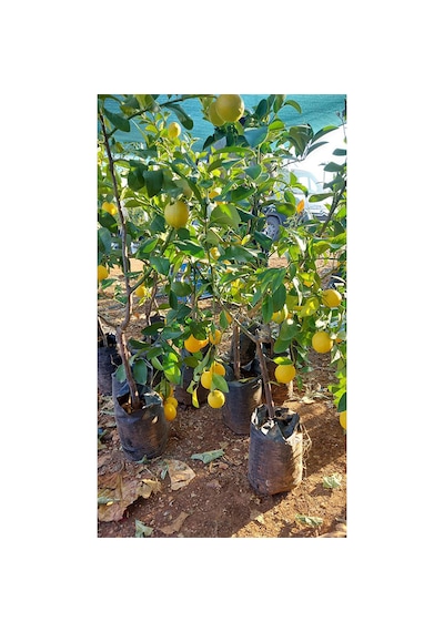 Clintex Kimya Meyveli Doğal Mersin Yediveren Limon Fidanı 2-3 Yaş