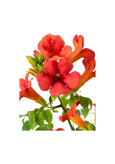 Campsis Radicans Turuncu Borazan Çiçeği 1 Adet 50-70cm Bol Çiçekli Acem Borusu