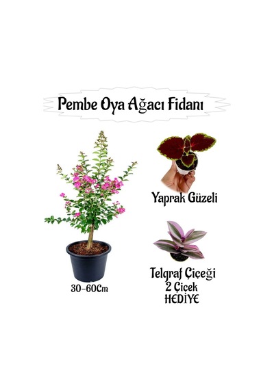 Pembe Oya Ağacı Fidanı 1 Adet Saksılı+yaprak Güzeli-telgraf Çiçeği Hediyeli