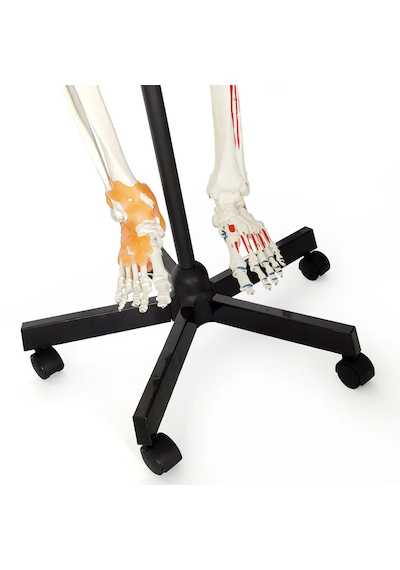 Gerçek Boyutlarında Kasları Ve Ligamentleri Gösteren Numaralandırılmış İnsan İskeleti Modeli, 180 Cm - İskelet Maketi 01