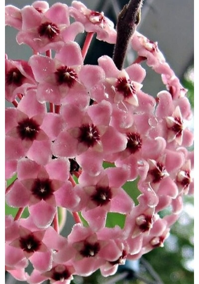 Hoya Mum Çiçeği Açık Pembe 15-20 Cm Mini