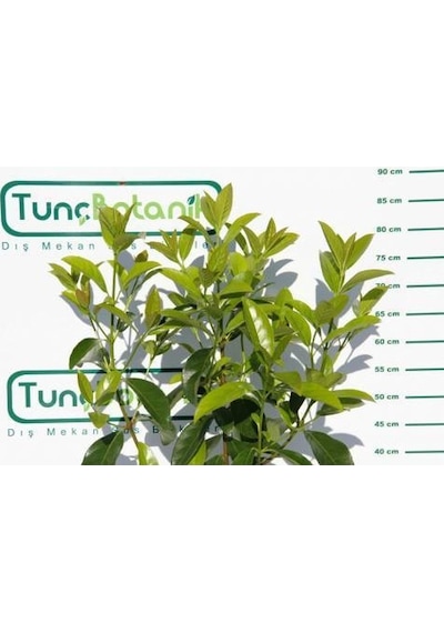 KARTOPU LUCİDUM 5 ADET- 1 METRE ÇİT BİTKİSİ