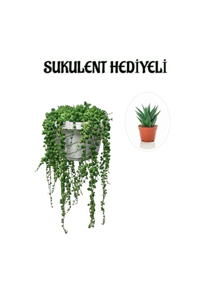 Tespih Boncuk Bezelya Çiçeği Bitkisi Sevgililer Gününe Özel Sukulent Hediyeli