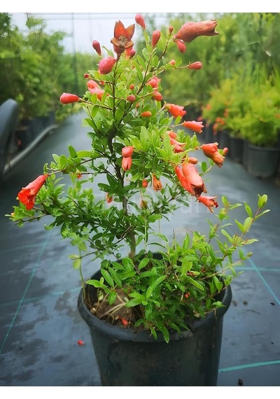 Bodur Süs Narı, 30 Cm, 1. Kalite, Bahçe Balkon Salon Bitkisi Çok Renkli