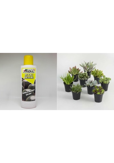 Tropikal Kaktüs Sukulent Besini 6 Adet - 225 Ml