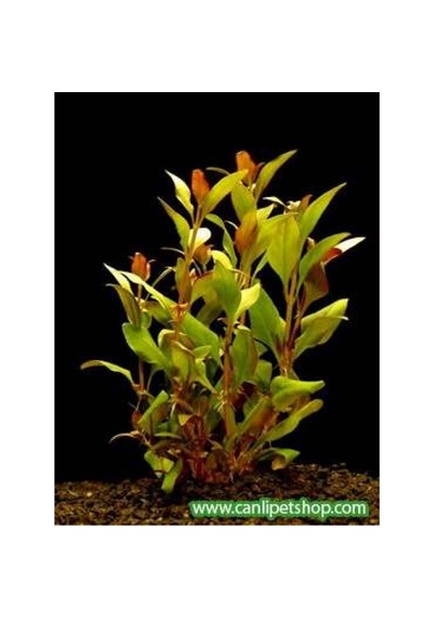 Alternanthera Reineckii 10 Adet