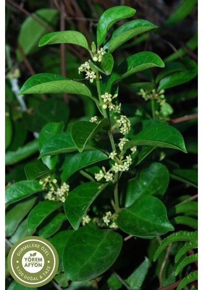 Yörem Afyon Ayruveda Tıbbının Saygın Bitkisi Cinnema Otu, Gurmar, Gimneya Gymnema Sylvestre 30gr.