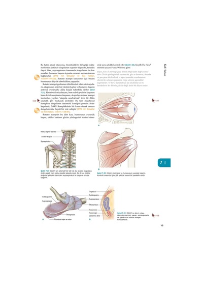 Anatomy Trains - Myers | Türkçe