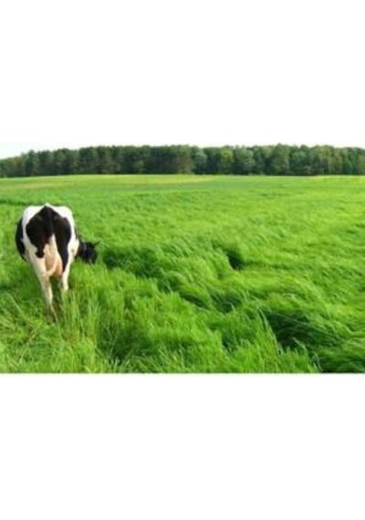 RyeGRass Tohum Süt Otu Tohumu 3 KG