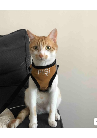 Kedi Köpek Göğüs Tasma Seti Isimli