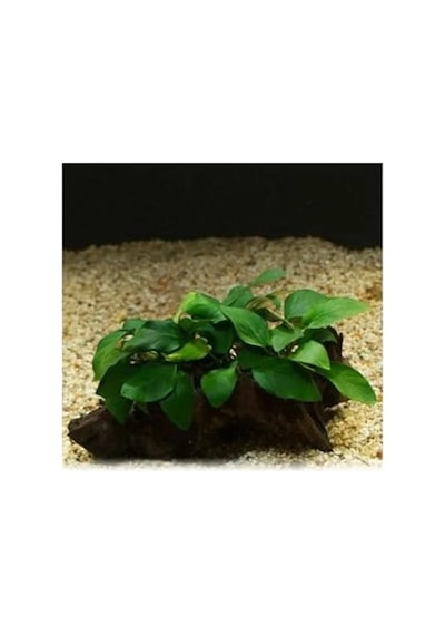 Anubias Barteri Var 5-6 Yapraklı Kök Canlı Bitki