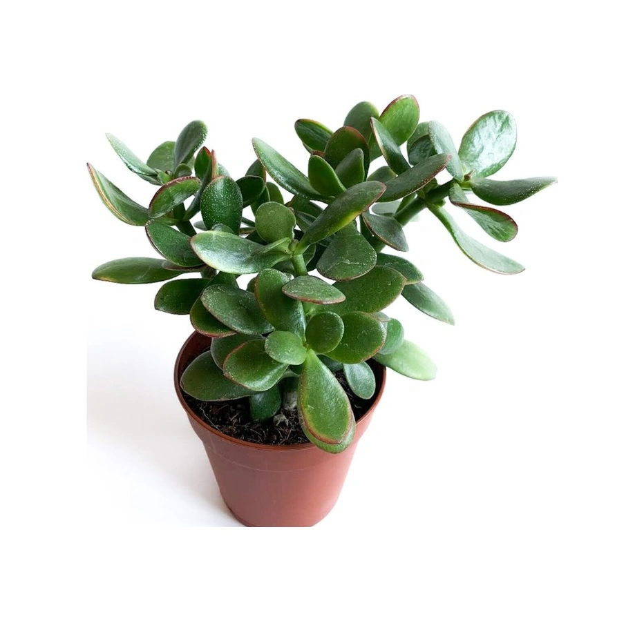 Crassula Ovata - Para Çiçeği Fidanı 10-20 Cm
