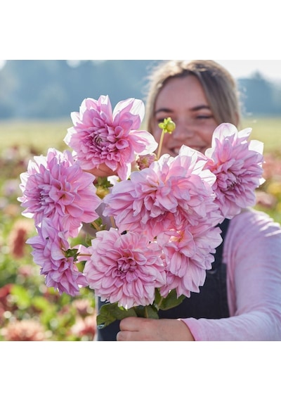 Xxl İri Çiçekli Lavender Perfection Dahlia Yıldız Çiçeği Soğanı Yumrusu 1 Adet