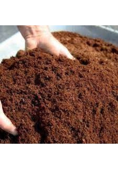 3 L Zengin Karışım Bonsai Ağacı Tohumu
