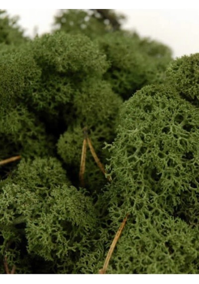 Trend Bahçe Reindeer Moss Dark Green Şoklanmış Norveç Yosunu 4 KG