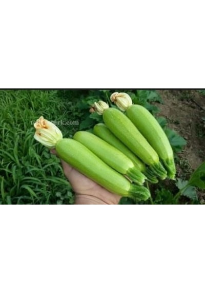 Sakız Beyaz Kabak Tohumu 100+ Tohum N117225