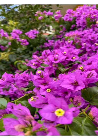 Videolu Mor Begonvil Çiçeği 80-100 Cm 1 Adet Saksılı Çiçekli Bahçe Bitkisi Bougainvillea