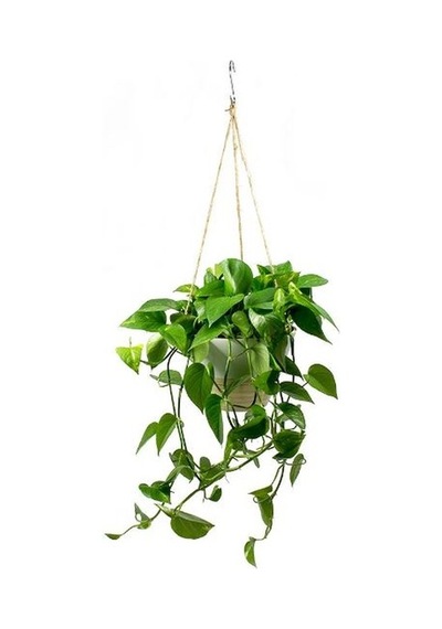Saksılı Biberiye Fidanı 15-25 Cm