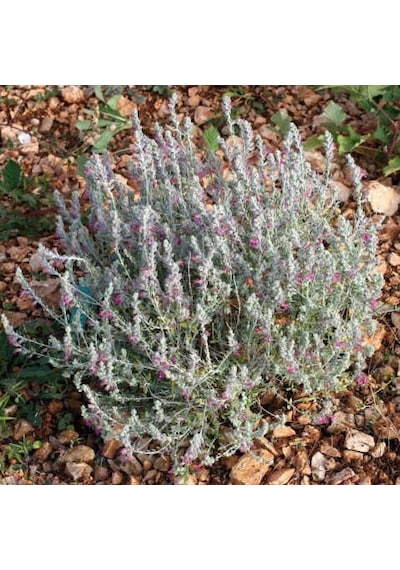 Zeytin Çalısı - Teucrium Fruticans 3'lü Set - Dekoratif Peyzaj Bi