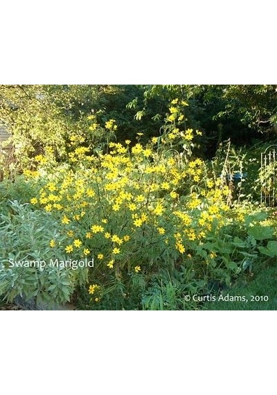 Swamp Marigold Kadife Çiçeği Tohumu 50 Tohum
