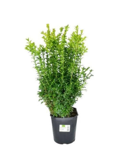 Videolu Çalı Şimşir Peyzaj Bitkisi 30 40cm 1 Adet Saksılı Dış Mekan Buxus Sempervirens