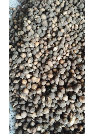 Yumru Salep Tohumu 300 Adet