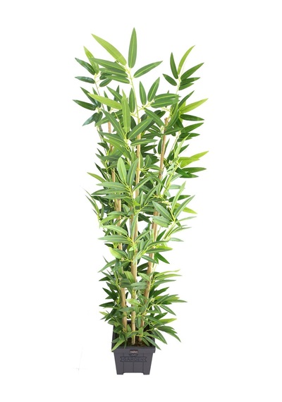 Yapay Çiçek Deposu Yapay Bambu Ağacı Premium Kalite 170cm 6 Gövdeli Ahşap Saksılı Antrasit Mavi