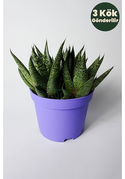 Gasteria Sukulent 3 Kök Canlı Dekoratif Ev Bitkisi Kolay Bakı