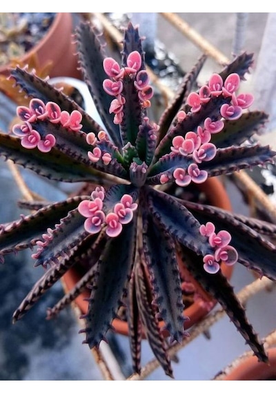Videolu Pembe Aşkın Gözyaşı 1 Adet Saksılı 10-15cm Kaktüs Ve Sukulent Kalanchoe Daigremontiana