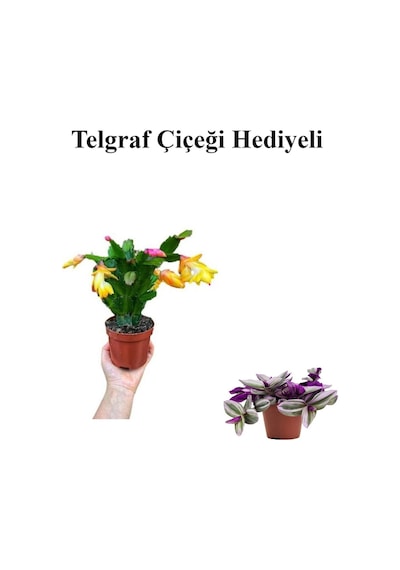 Hediyelik Sarı Renk Yılbaşı Çiçeği Sevgililer Gününe Özel Kurdele Çiçeği Hediyeli