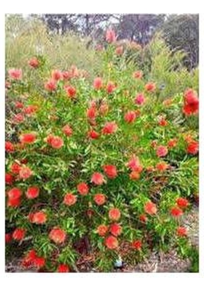 Fırça Çalısı Callistemon 3 Adet