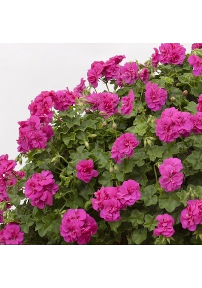 Sarkan Grandeur İvy Violet Sakız Sardunya Fidesi 1 Adet