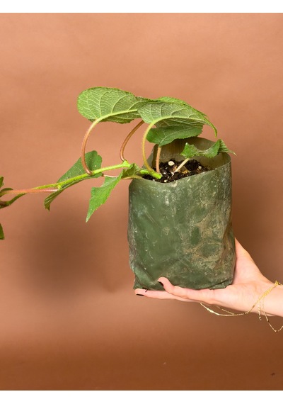 Erkek Kivi Actinidia Deliciosa 16 Cm Tozlayıcı Fidan