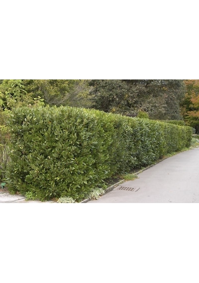 Defne - Laurus Nobilis L. 20 Adet