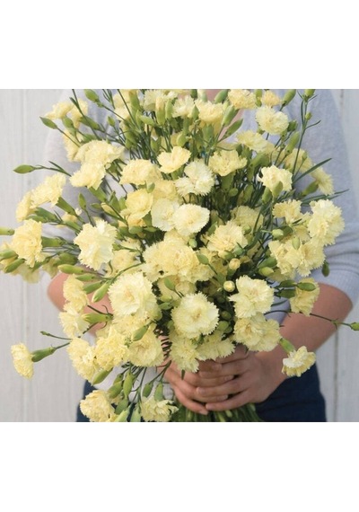 10 Adet Heirloom Vintage Cream Yellow Carnation Tohumu