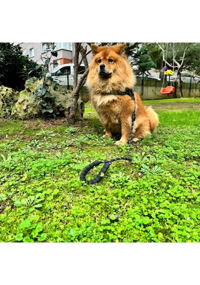 Köpek Gezdirme İpi Küçük Orta Büyük Irk Köpekler İçin 125 Cm Sevk Tasma Kayışı Reflektörlü