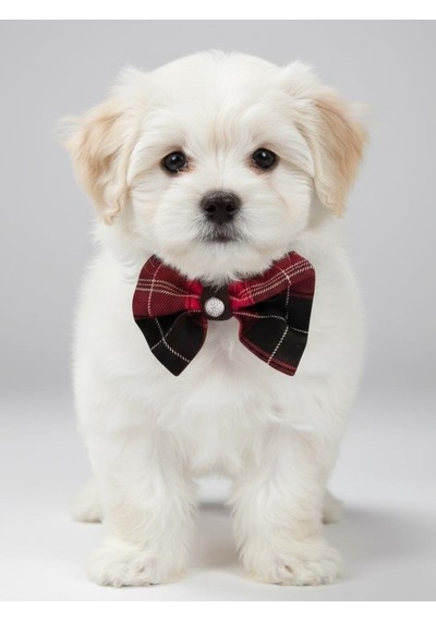 Aristokrat Ekose Silver Köpek Papyonu Tasma Yılbaşı