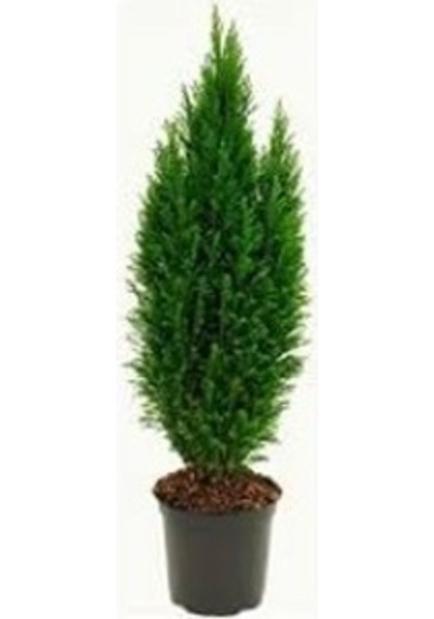 Yılbaşı Çamı Elvodi Çamı 30-60 Cm