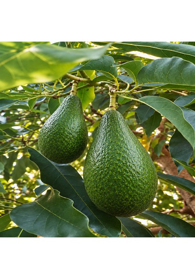 Avokado 10 Kg Anamur