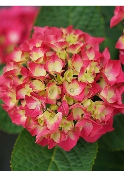 Ortanca Fidanı Hydrangea Macrophylla , - Pembe