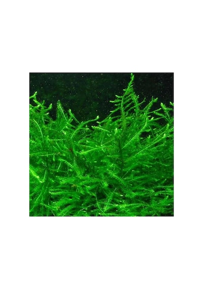 Vesicularia Dubyana Java Moss 10x10cm Canlı Bitki Çok Renkli