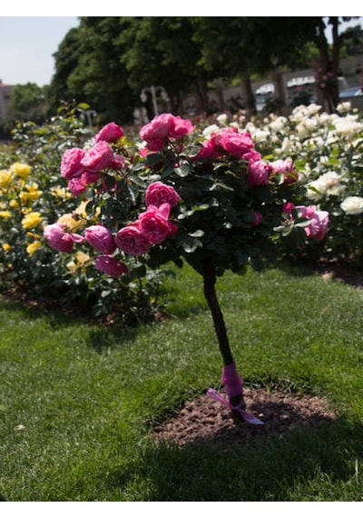 Avantajlı Baston Gül Yoğun Kokulu Pembe Renkli 40 60 Cm 1 Adet Aşılı Gül Walking Stick Rose