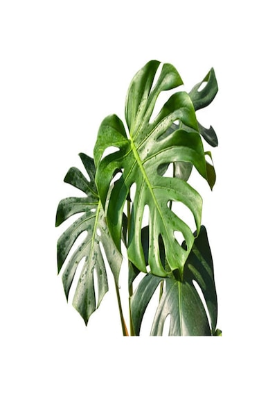 Deve Tabanı Çiçeği Besin Hediyeli Monstera Deliciosa Iç Mekan Bitkisi