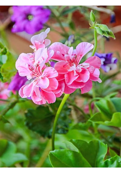 Toz Pembe Sakız Sardunya Sarkan 1 Adet Saksılı 30-50cm Teras Bitkisi Pelargonium Peltatum