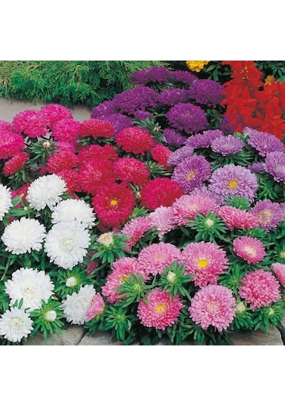 Dona Dayanıklı Pompon Yellow Aster Çiçeği Tohumu 50 Tohum