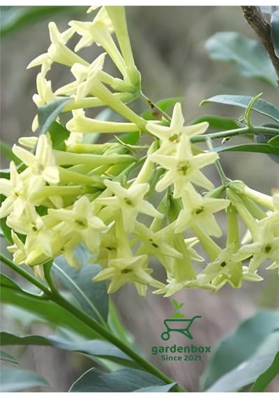 Melisa Çiçeği Fidanı Saksıda Bahçe Çiçeği 30-50cm Cestrum Nocturnum