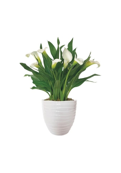 Gala Gelin Çiçeği Calla Lily Beyaz 10-20 Cm