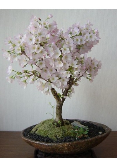 Dashing Look Beyaz Çiçekli Bahardalı Bonsai Ağacı Tohumu-10 Adet Th-2022dshnglkthm085