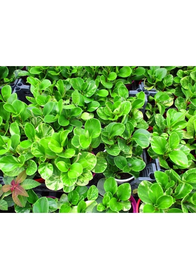 Peperomia - Ofis Ve Salon Bitkisi